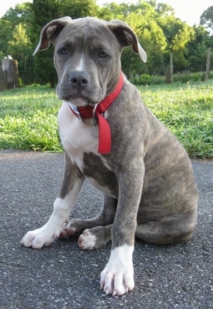 4 Month Old Pit Bull