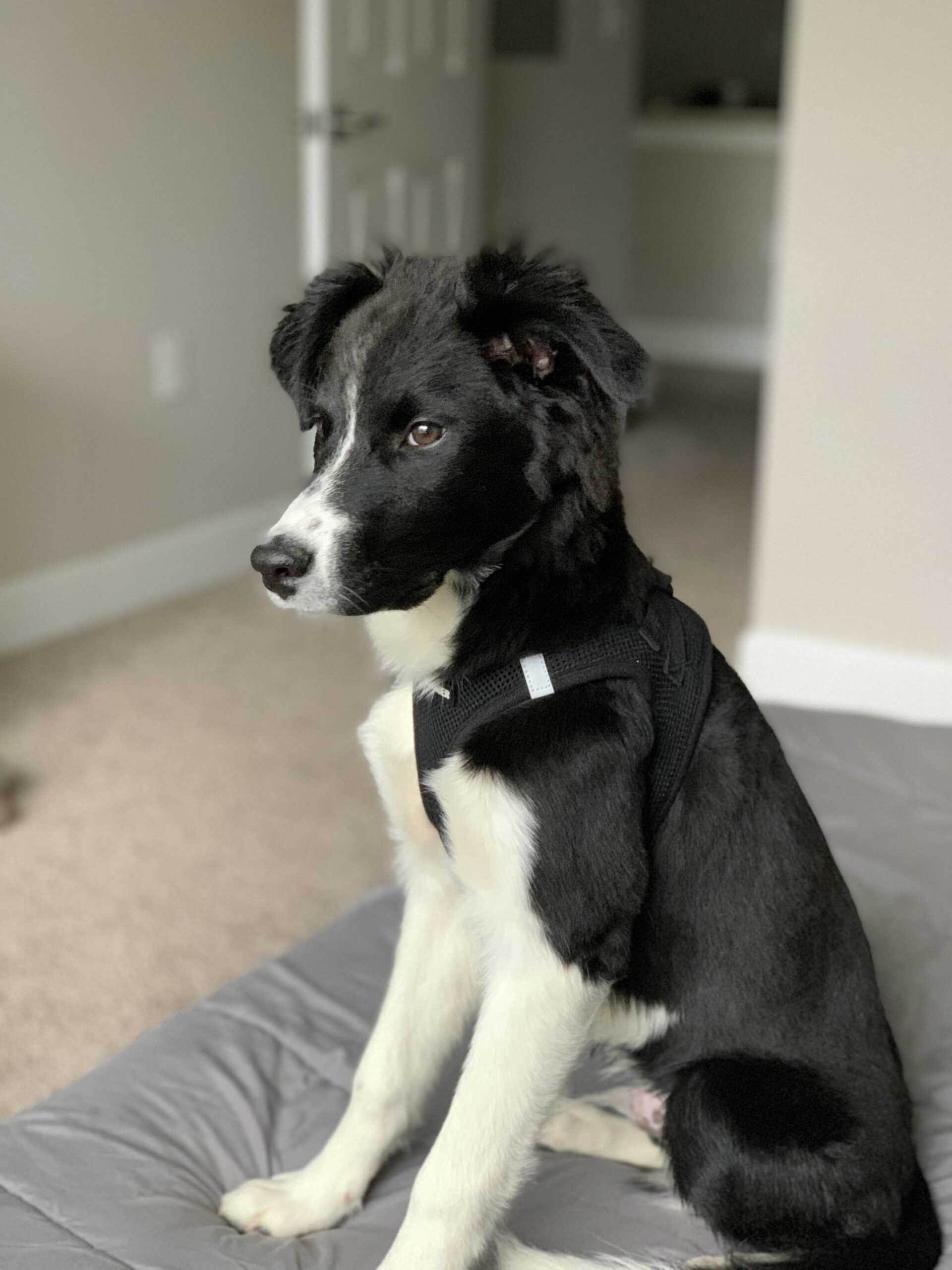 5 Month Old Border Collie