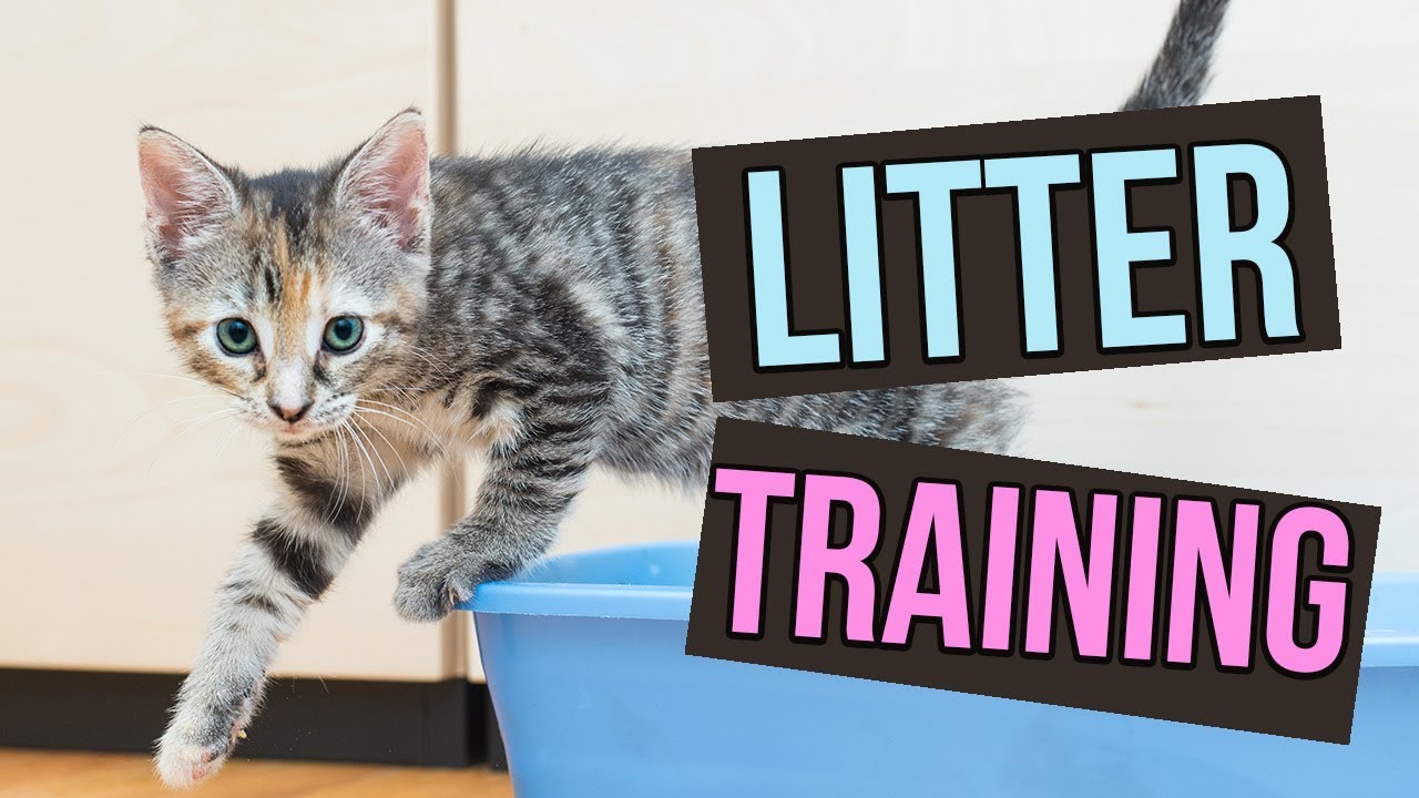 6 Week Old Kitten Won'T Use Litter Box