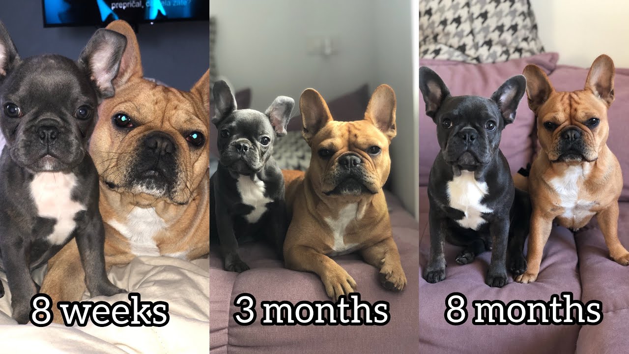 8 Month Old French Bulldog