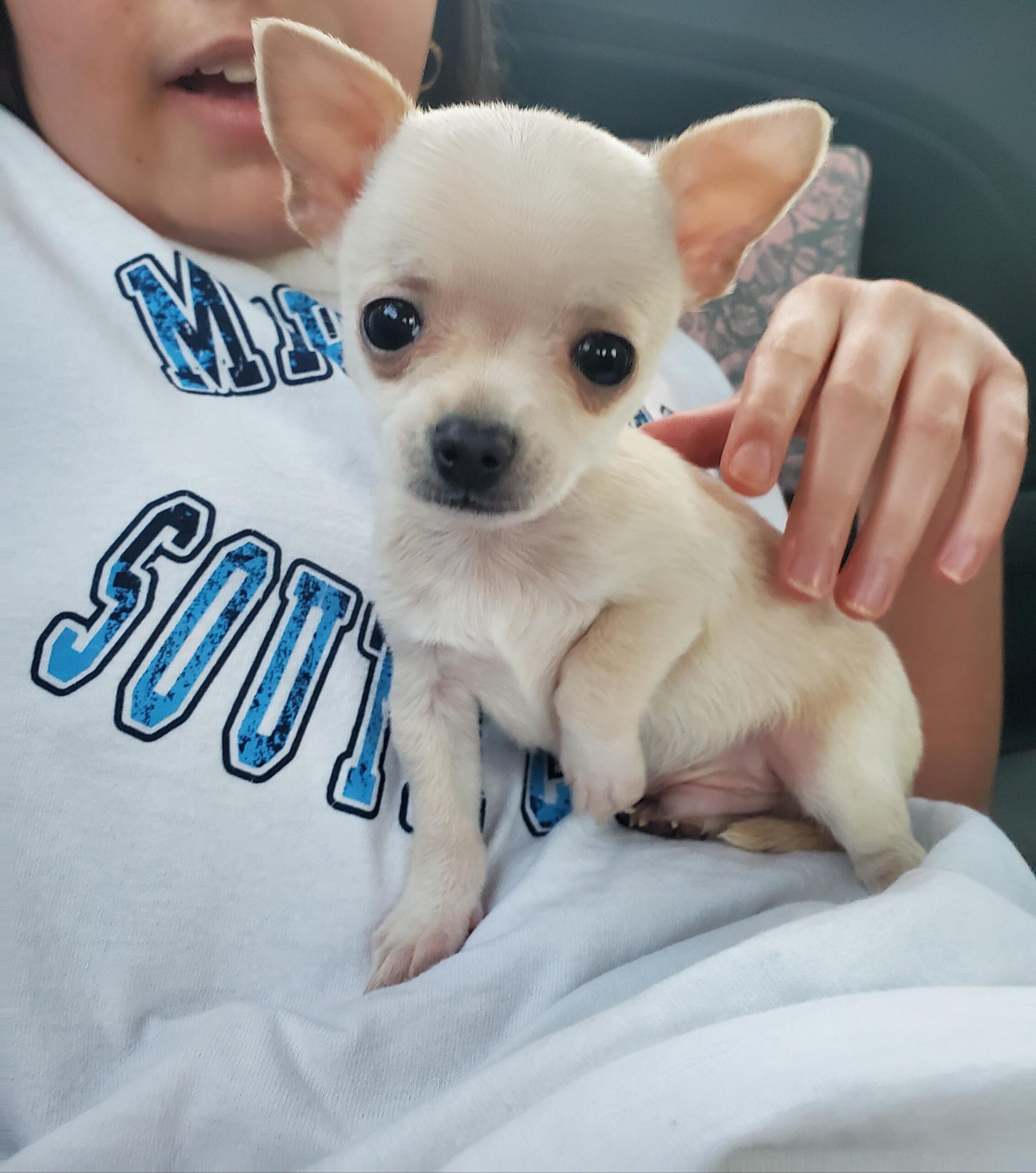 8 Week Old Chihuahua Puppies