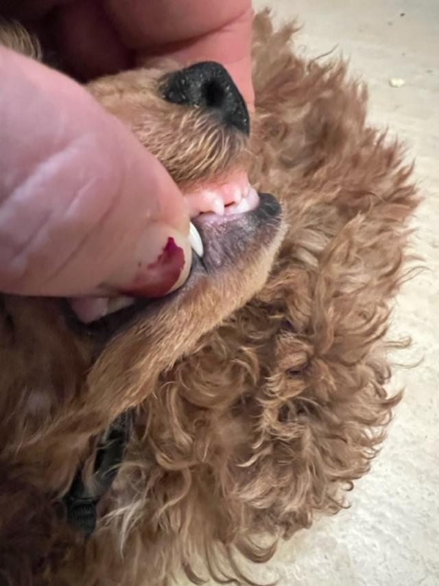 8 Week Old Puppy With Underbite
