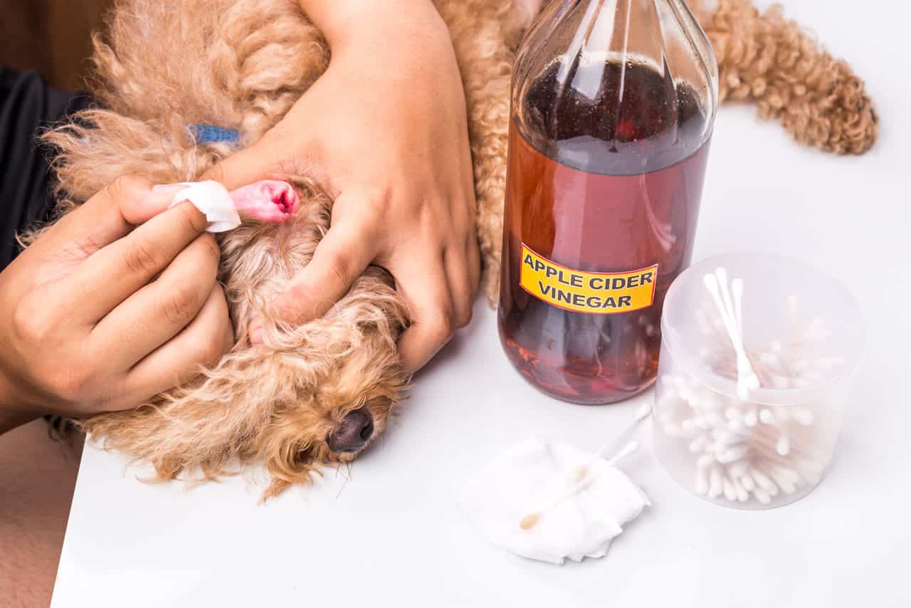Apple Cider Vinegar for Dog Eye Infection
