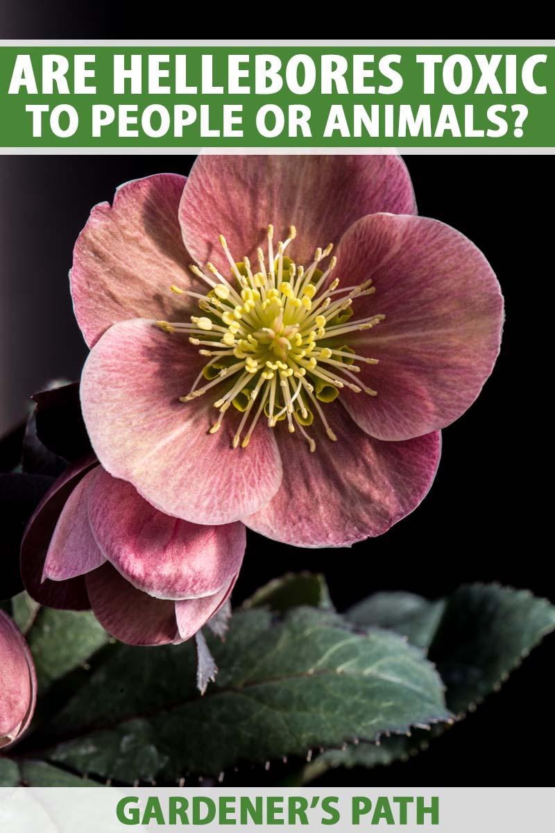Are Hellebores Poisonous to Cats