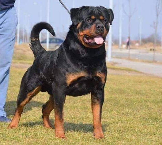 Are Rottweilers Born With Tails