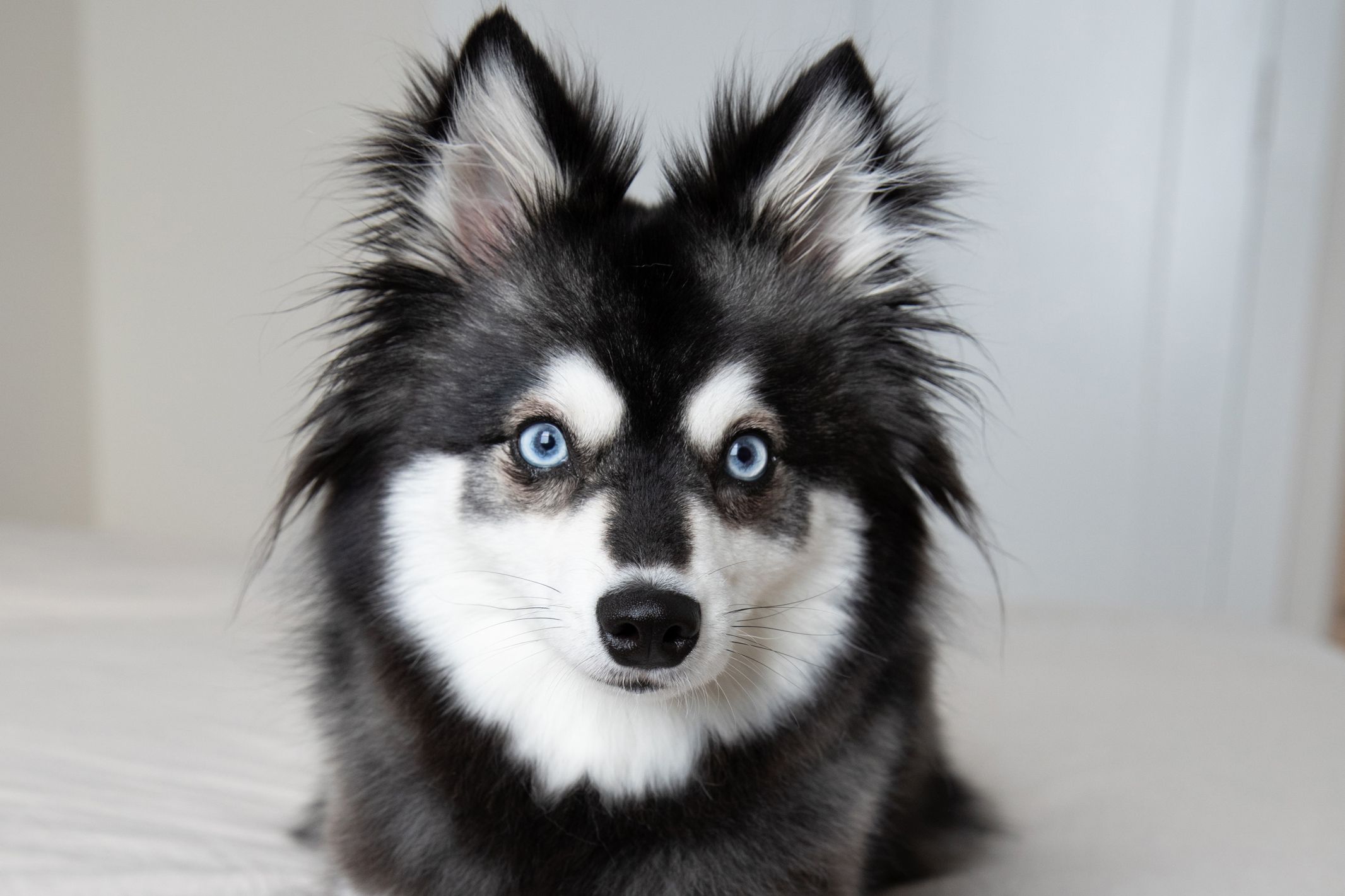 Black Dog With Blue Eyes