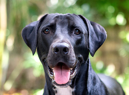 Black Lab Mix With Great Dane
