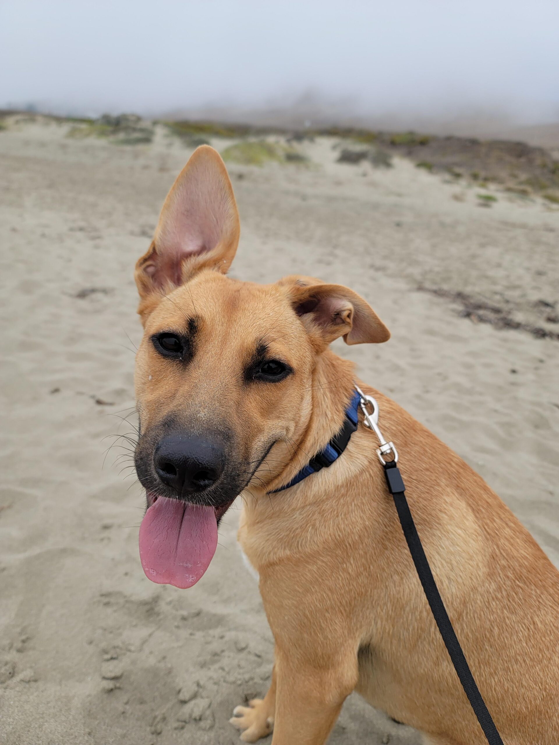 Black Mouth Cur And German Shepherd Mix