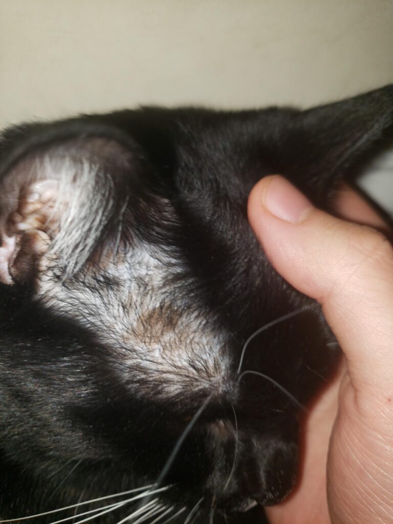 Brown Spots on Cat'S Skin near Ears