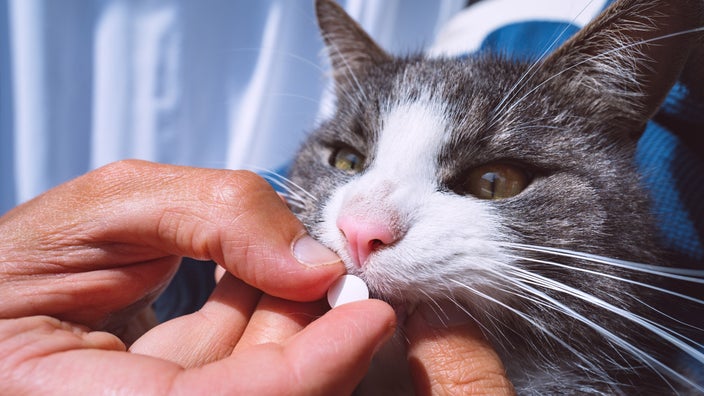 Can Antibiotics Cause Diarrhea in Cats