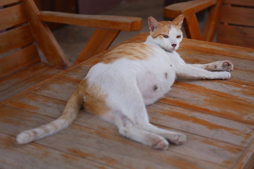 Can Cats Get Pregnant When Not in Heat