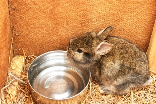 Can Rabbits Drink Out of a Bowl