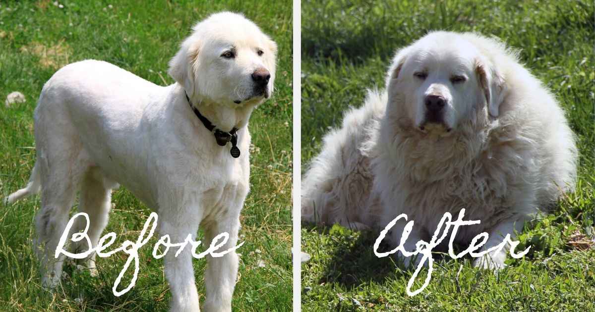Can You Shave a Great Pyrenees