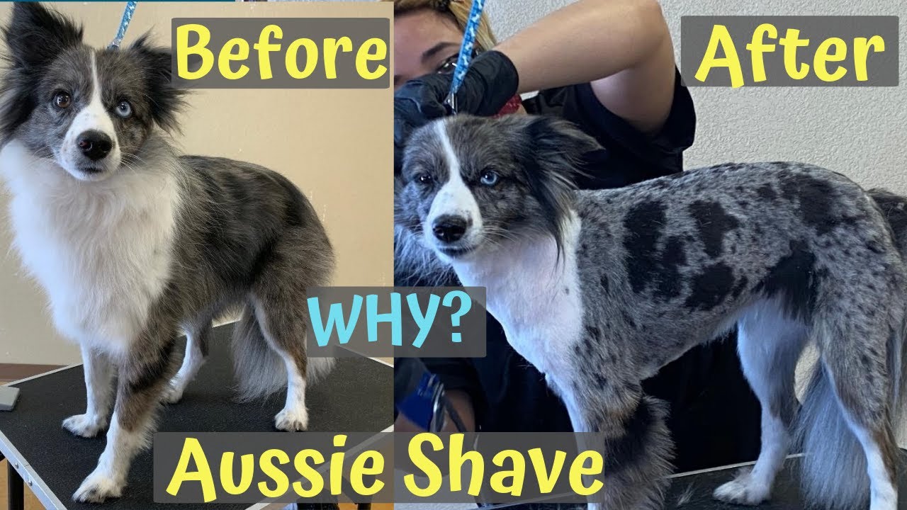 Can You Shave Australian Shepherds
