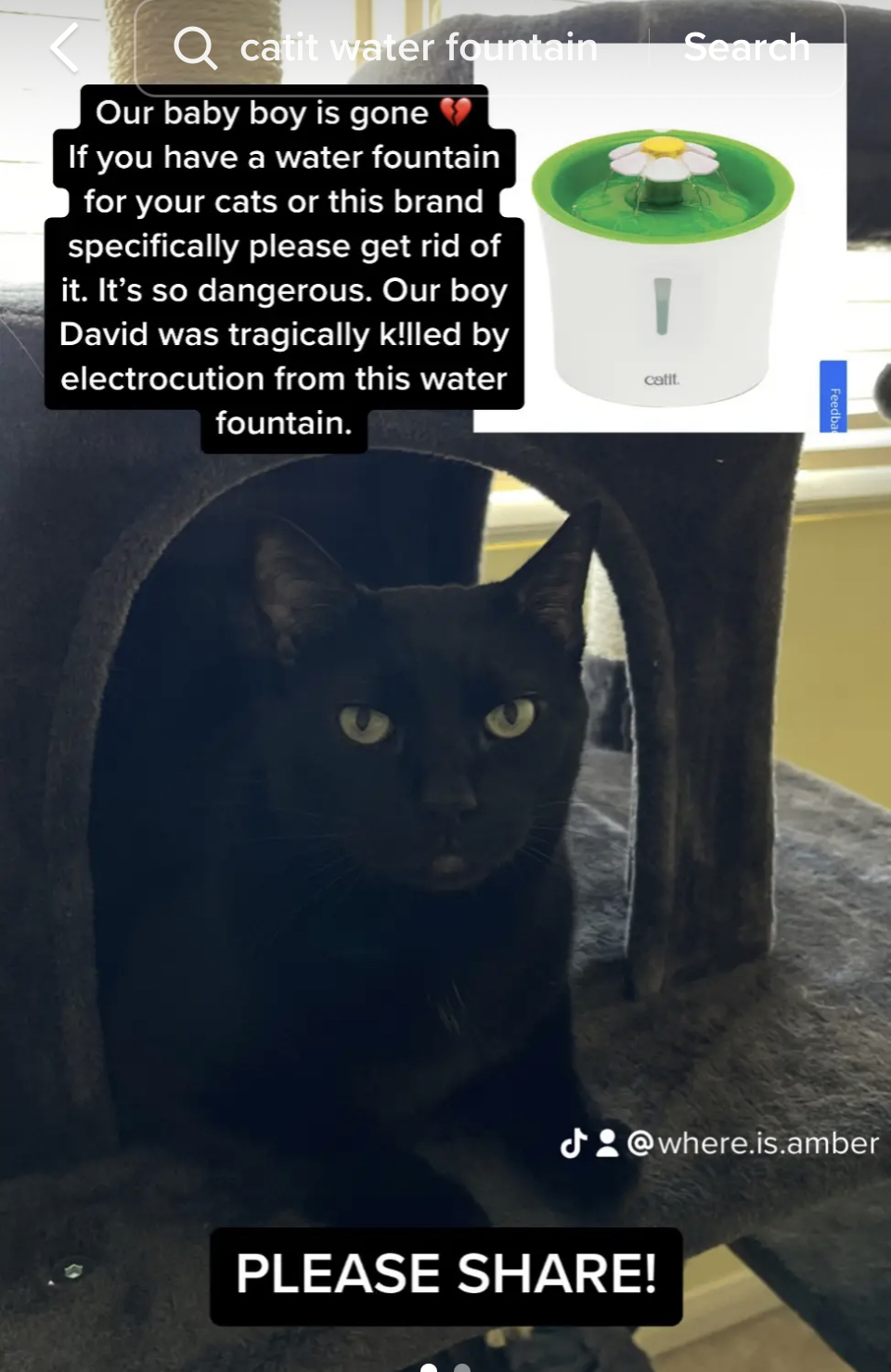 Cat Electrocuted by Water Fountain