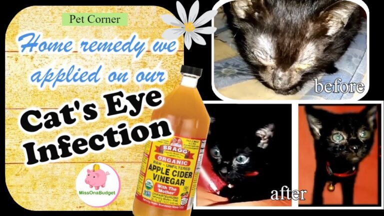 Cat Eye Infection Home Remedy Apple Cider Vinegar