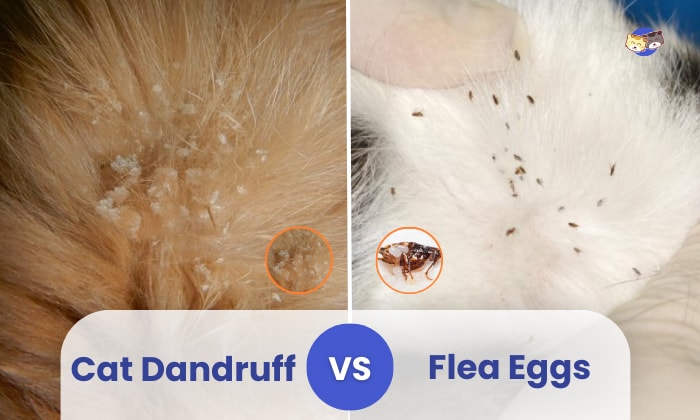 Cat Flea Eggs Or Dandruff