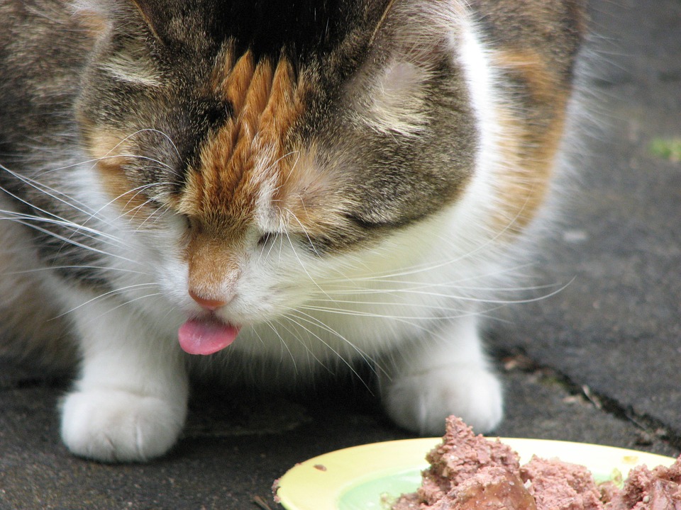 Cat Not Eating After Spaying