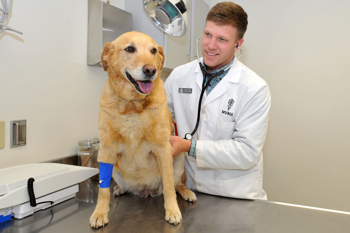 Diarrhea After Anesthesia in Dogs