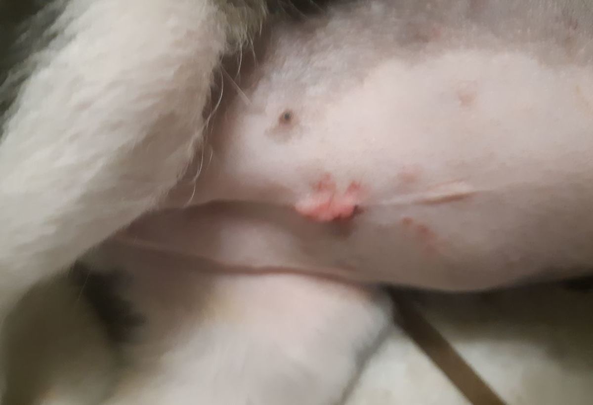 Dog Spay Incision Lump Months Later