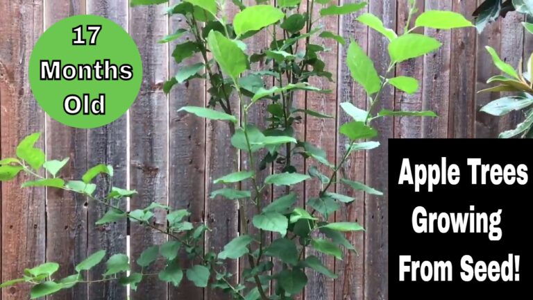 How to Grow Apple Trees from Seed